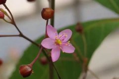 標準光源箱檢定桃花花藥顏色變化